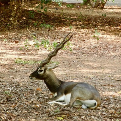 Blackbuck, Guindy National Park