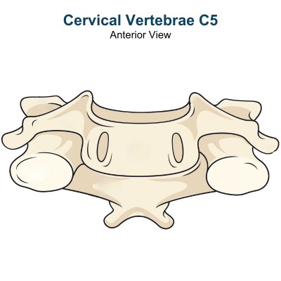 Anterior View of the Cervical Vertebrae C5