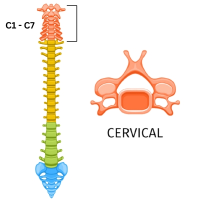 Cervical Spine