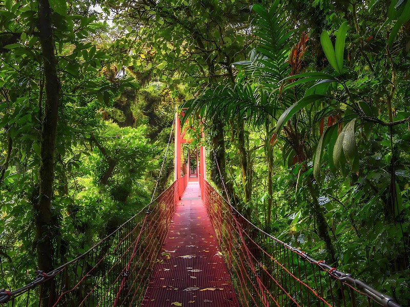 Monteverde Reserve Cloud forest