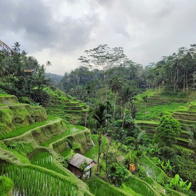 Ubud, Bali Picture