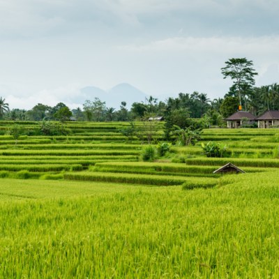 rice field