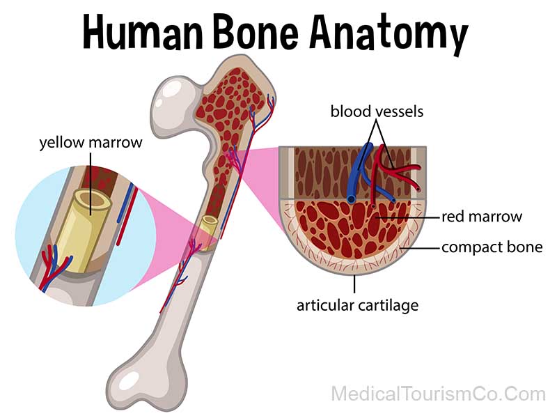 Human Bone Anatomy