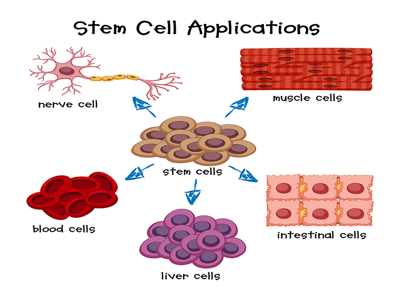 Stem Cells Applications